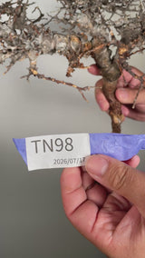 TN98コミフォラ エイル Commiphora sp. 'Eyl'