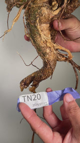 TN20アデニア アクレアータ Adenia aculeata