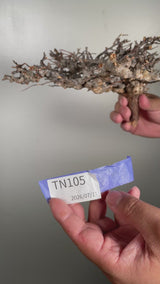TN105コミフォラ エイル Commiphora sp. 'Eyl'