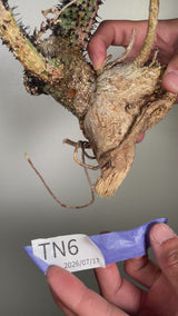 TN6アデニア アクレアータ Adenia aculeata