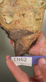TN62キフォステンマ ウター Cyphostemma uter