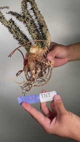 TN1アデニア アクレアータ Adenia aculeata